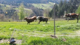 Mit Luftsprüngen in die zurückgewonnene Freiheit