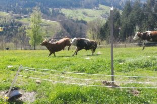 2021-4-26-NO-privat-Birk-Guenter-Schoenwald-Almauftrieb-110338