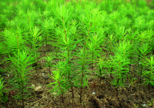 Wald und Holz - Das ist unser Ding