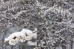 Mehr Schnee im April als im Dezember…