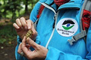 Ausbildung zum Schwarzwald-Guide des Naturparks Schwarzwald