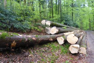 2021-5-21-NO-bia-Nordrach-u-frisch geschlagene FichtenP1690788