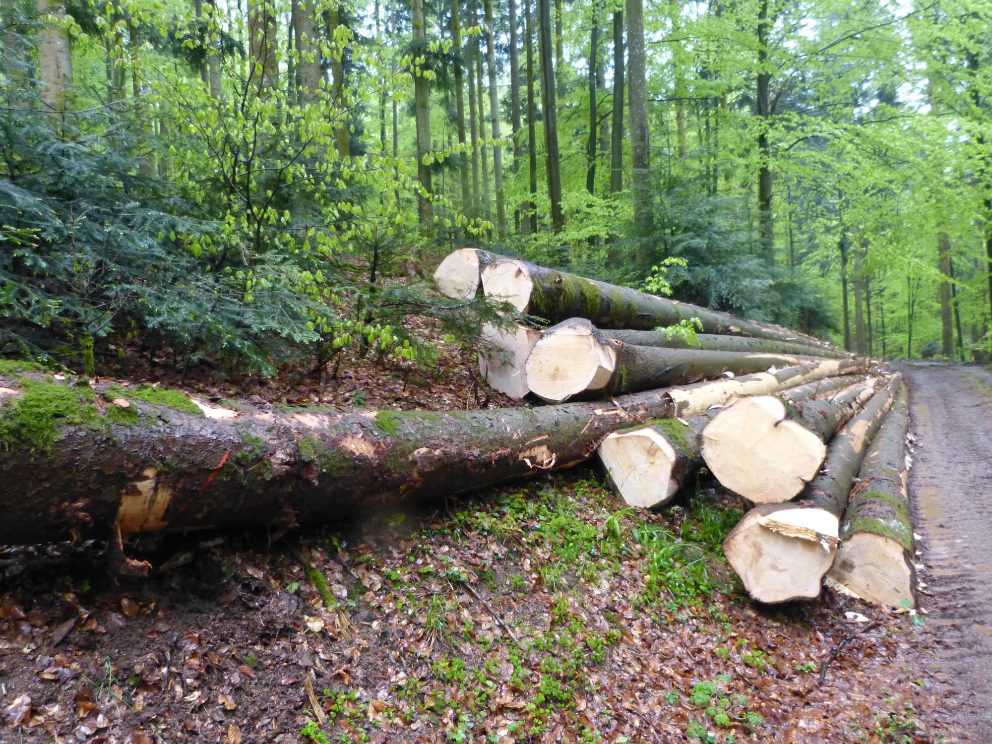 2021-5-21-NO-bia-Nordrach-u-frisch geschlagene FichtenP1690788