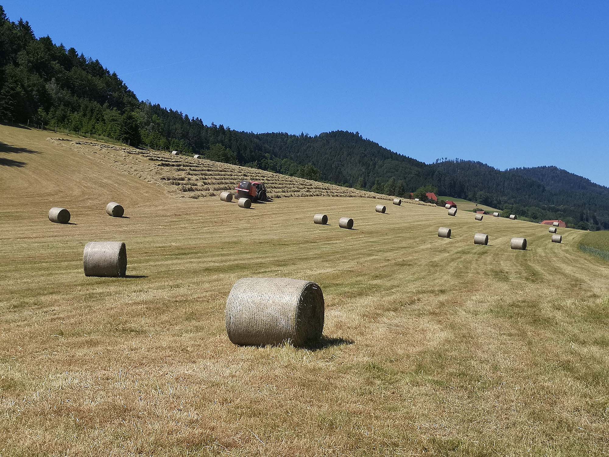 2021-6-14-NO-hps- Heuernte IMG_20210613_153819