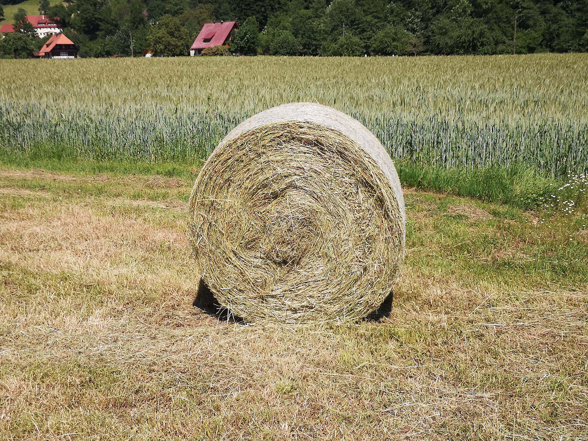 2021-6-14-NO-hps- Heuernte IMG_20210613_154200