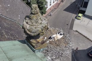 2021-6-21-ZE-Storchenberingung-IMG_20210618_154730274_HDR