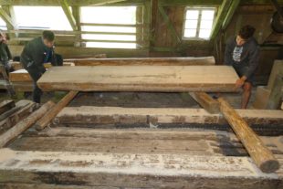 2021-7-26-OH-bia-Gallussäge+ SP Stamm hievenP1000700