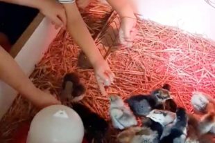 2021-7-5-BI-Naturkindergarten- Bauernhoftag IMG_4975