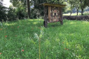 2021-8-25-BI-Landratsamt-Parkplatz B33-Foto 3 Insektenhotel mit Weidenstecklingen und Wiese