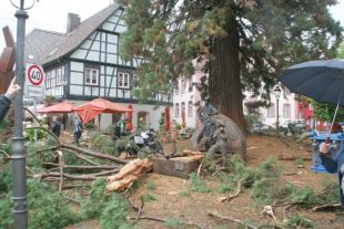 In memoriam Zeller Mammutbaum