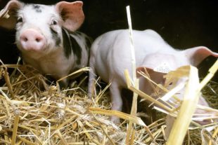 2021-10-1-ZE-UH-privat-Mattebure-Hofladen-87EFF5A6-C226-49CC-AC9F-ABB636FCC663