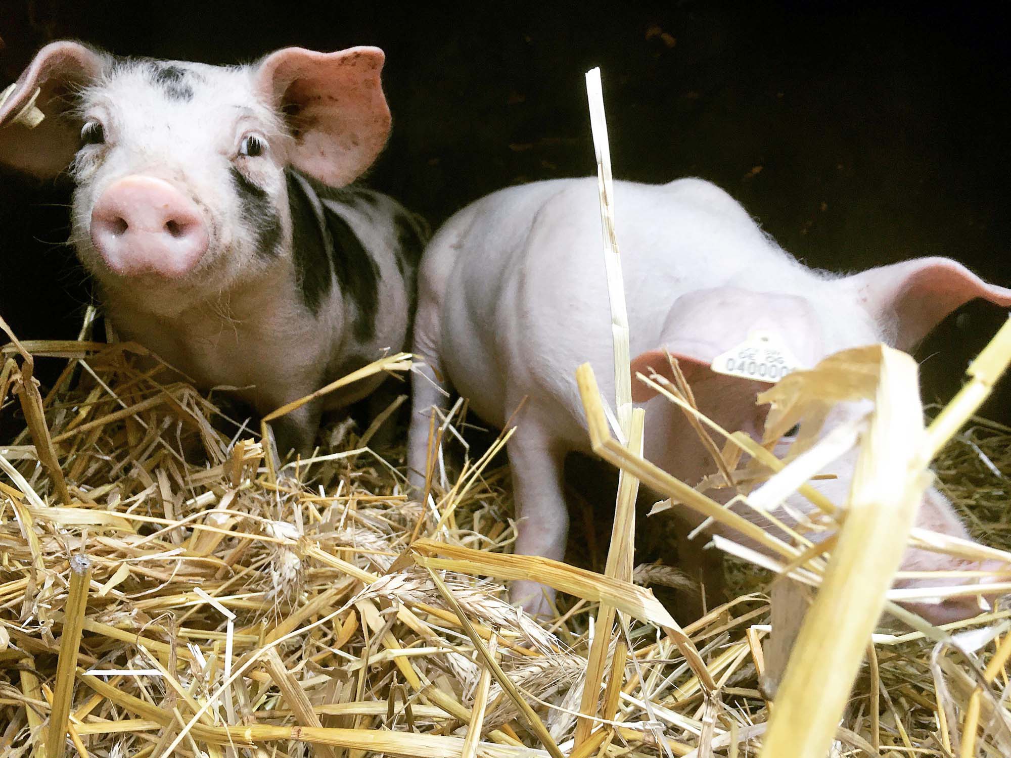 2021-10-1-ZE-UH-privat-Mattebure-Hofladen-87EFF5A6-C226-49CC-AC9F-ABB636FCC663