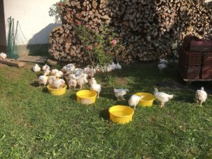 S’Mattebure Hofladen hat Zuwachs bekommen