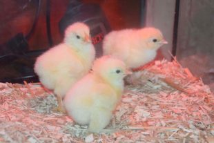 2021-10-18-NO-hv- Kleintierzüchter Lokalschau DSC_0040