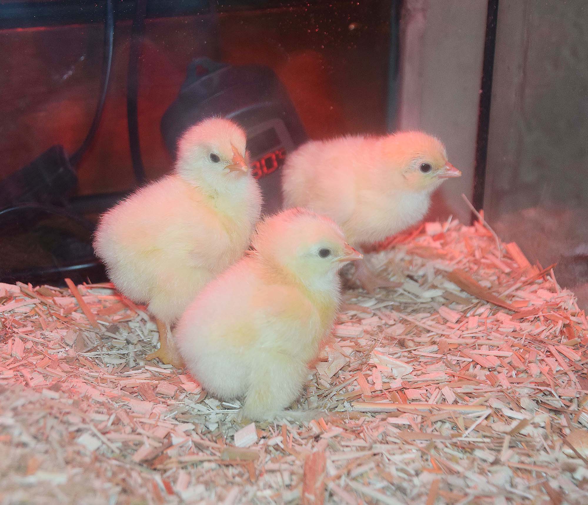 2021-10-18-NO-hv- Kleintierzüchter Lokalschau DSC_0040