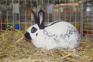 2021-10-18-NO-hv- Kleintierzüchter Lokalschau DSC_0045