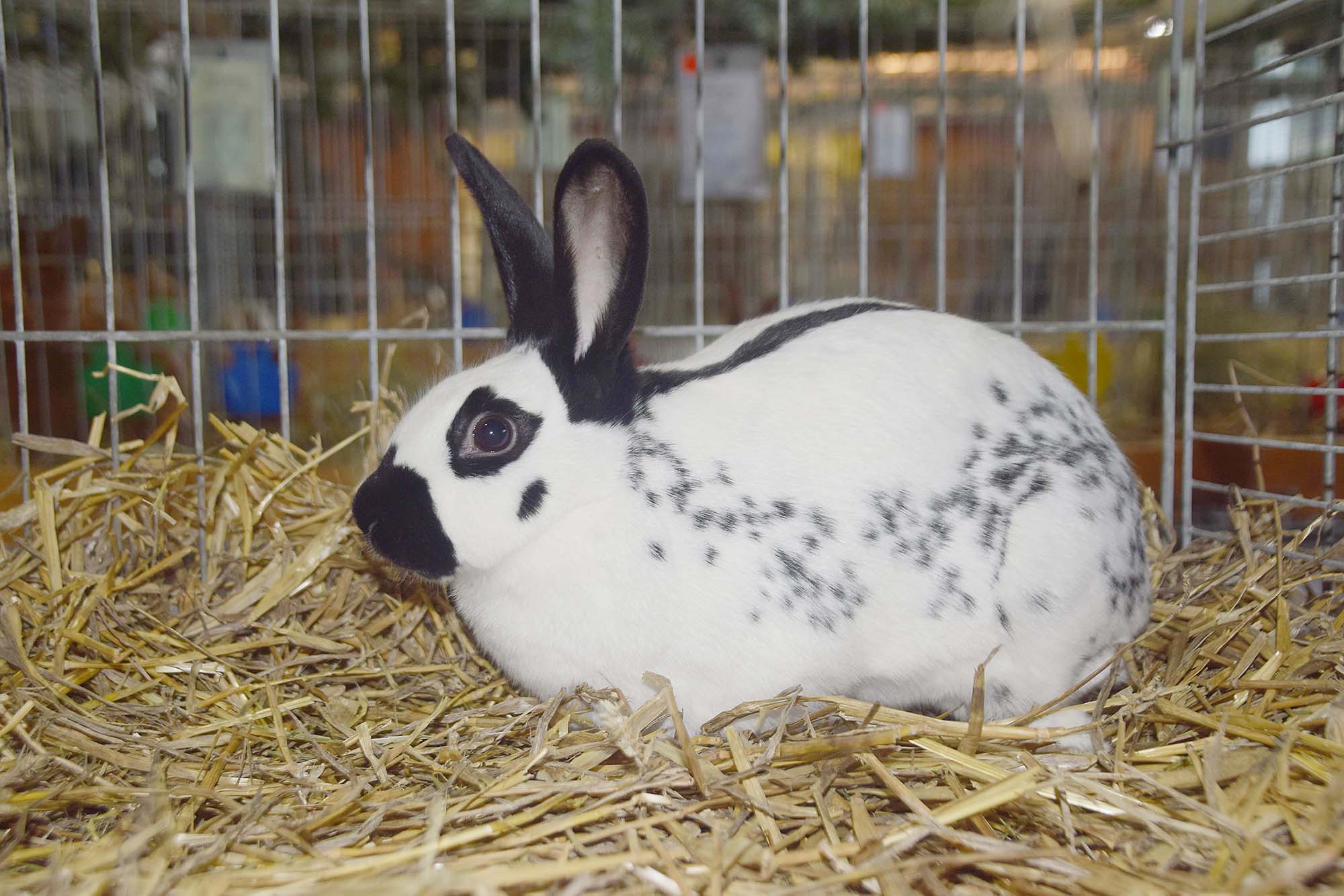 2021-10-18-NO-hv- Kleintierzüchter Lokalschau DSC_0045