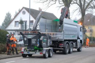 Zwei Linden müssen heute weg