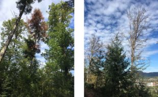 Größere Holzmenge und höhere Erlöse