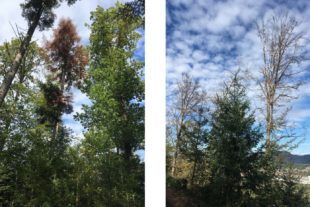 2021-12-20-NO-Gemeinde-Wald-Josef Nolle-Trockenschäden Buche Kopie_2er