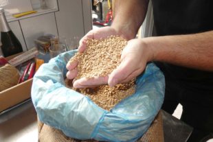 2022-1-12-ZE-UE-bia-Biereckle Alst-u-Gerstenkörner