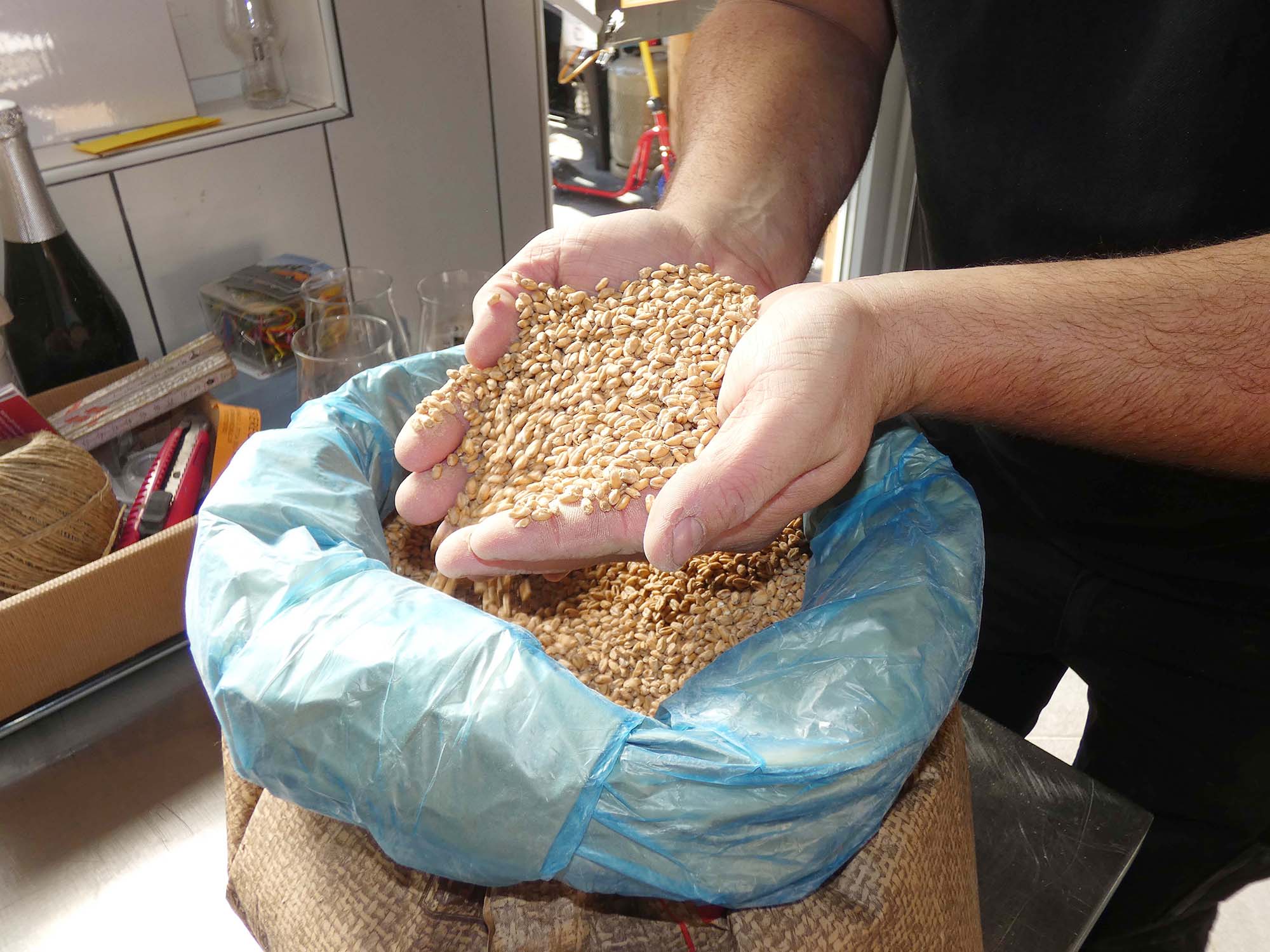 2022-1-12-ZE-UE-bia-Biereckle Alst-u-Gerstenkörner