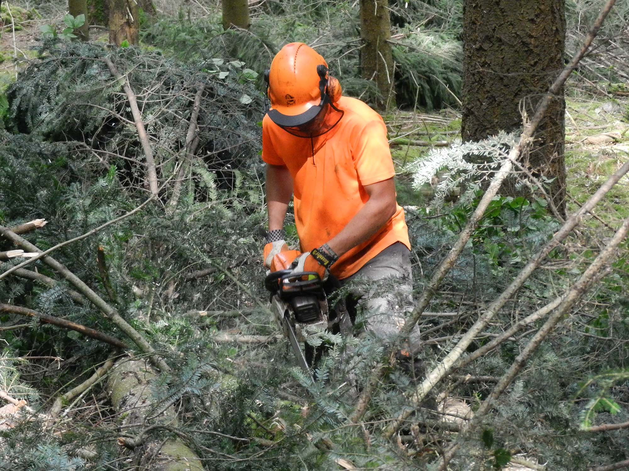 2022-1-3-NO-bia-Holzfällen-Josef Nolle-und-Entasten