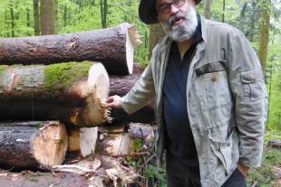 Holzfällen – das Arbeiten gerade im Bergwald erfordert höchste Achtsamkeit