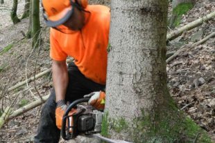 2022-1-3-NO-bia-Holzfällen-Josef Nolle-und-Motorsäge ansetzen