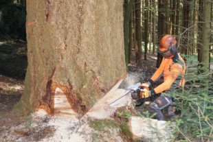 2022-1-3-NO-bia-Holzfällen-Josef Nolle-und-Sägen Fallkerb