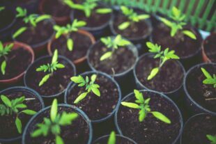 Jetzt Setzlinge anziehen und schon an den Pflanzentausch denken