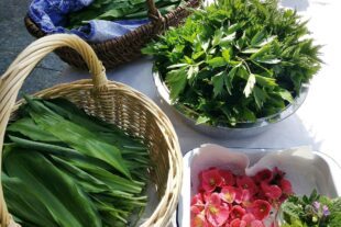 2022-3-18-OH-Tourist Info- Bärlauch, Kräuter, Blüten - die Natur in Oberharmersbach genießen