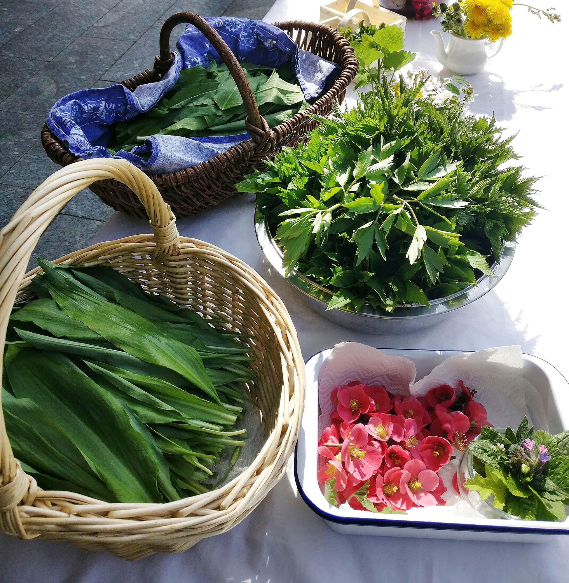 2022-3-18-OH-Tourist Info- Bärlauch, Kräuter, Blüten - die Natur in Oberharmersbach genießen