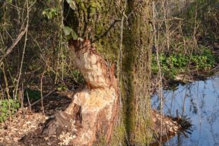 2022-4-1-BI-hps-Biber-Erlebnispfad-DSC_4153 2