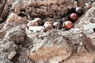 2022-4-1-ZE-UH-wac-Kegler-2022_04_1_Mittelalterliche Kegelkugeln