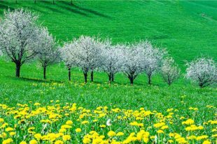 2022-4-20-OH-Robert Schwendemann-Frühling-DSC03779