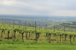 2022-5-24-OH-Rita Schilli-Forum Älterwerden-Seniorenausflug nach Ihringen-IMG_9106