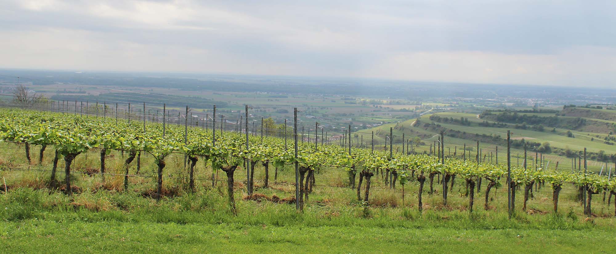 2022-5-24-OH-Rita Schilli-Forum Älterwerden-Seniorenausflug nach Ihringen-IMG_9106