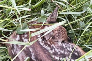 2022-6-24-ZE-Unternehmen-Sparkasse-Kitzrettung-Die neue Drohne spürt die Rehkitze im hohen Gras auf, damit die Landwirte und Jäger sie in Sicherheit bringen können (2)