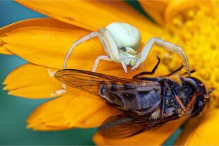 2022-7-1-ZE-Robert Schwendemann-Krabbenspinne-226A0184