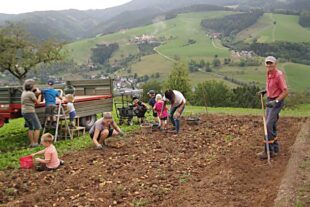 2022-9-21-OH-privat-Kindergarten Kartoffelernte-IMG_1785