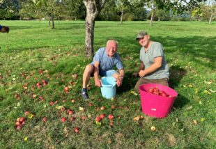 Reiche Apfelernte auf dem Golfplatz