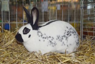 2021-10-18-NO-hv- Kleintierzüchter Lokalschau DSC_0045