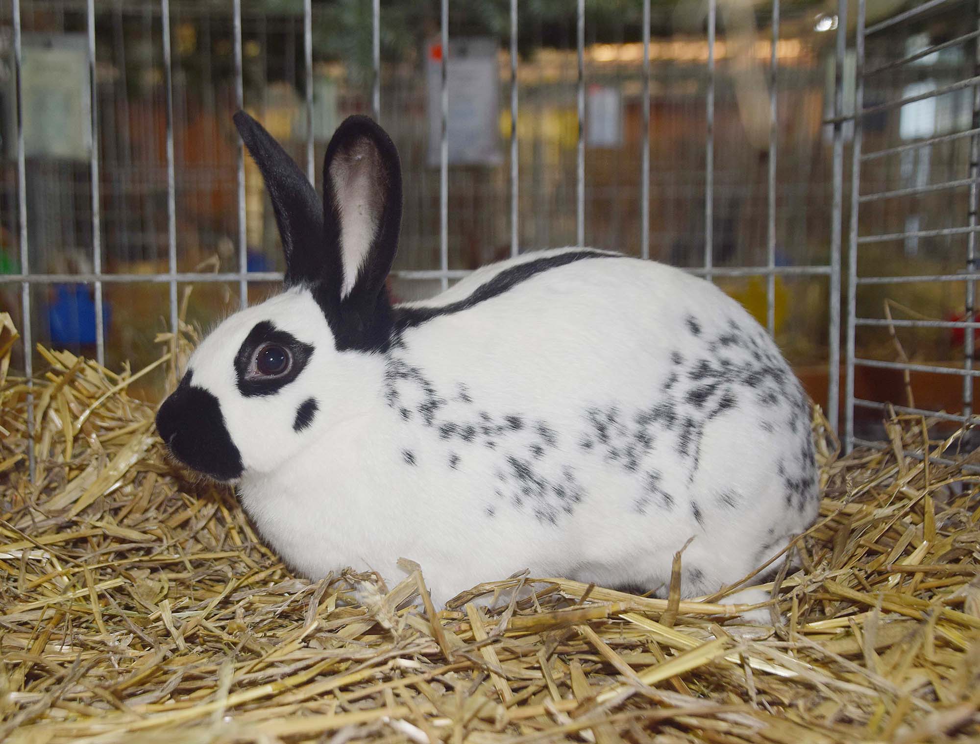 2021-10-18-NO-hv- Kleintierzüchter Lokalschau DSC_0045