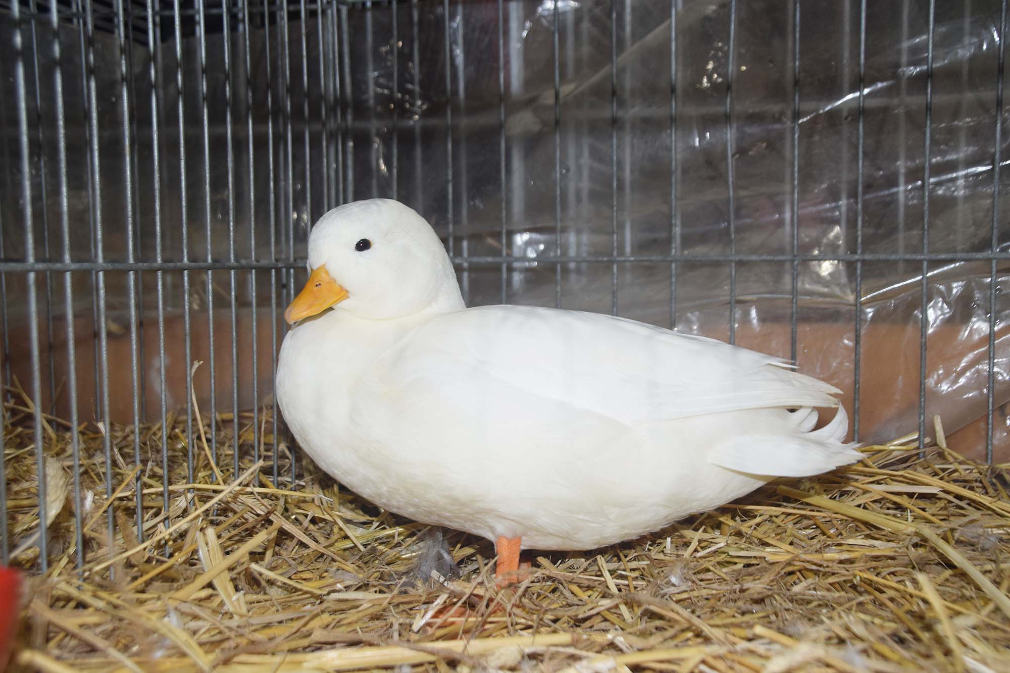 2022-10-17-NO-hv-Kleintierschau-DSC_1439