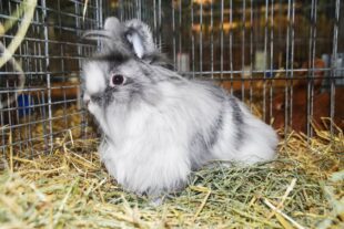 2022-10-17-NO-hv-Kleintierschau-DSC_1440