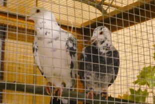 2022-10-31-BI-bia-Kleintierschau-+ SP Gewinnfrage