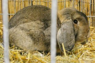 2022-10-31-BI-bia-Kleintierschau-+ SP Hängeohr