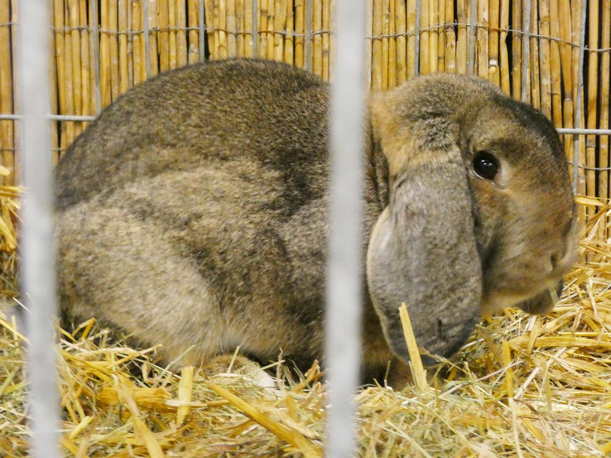 2022-10-31-BI-bia-Kleintierschau-+ SP Hängeohr