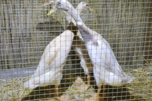 2022-10-31-BI-bia-Kleintierschau-+ SP Laufenten_ständig in Bewegung (2)